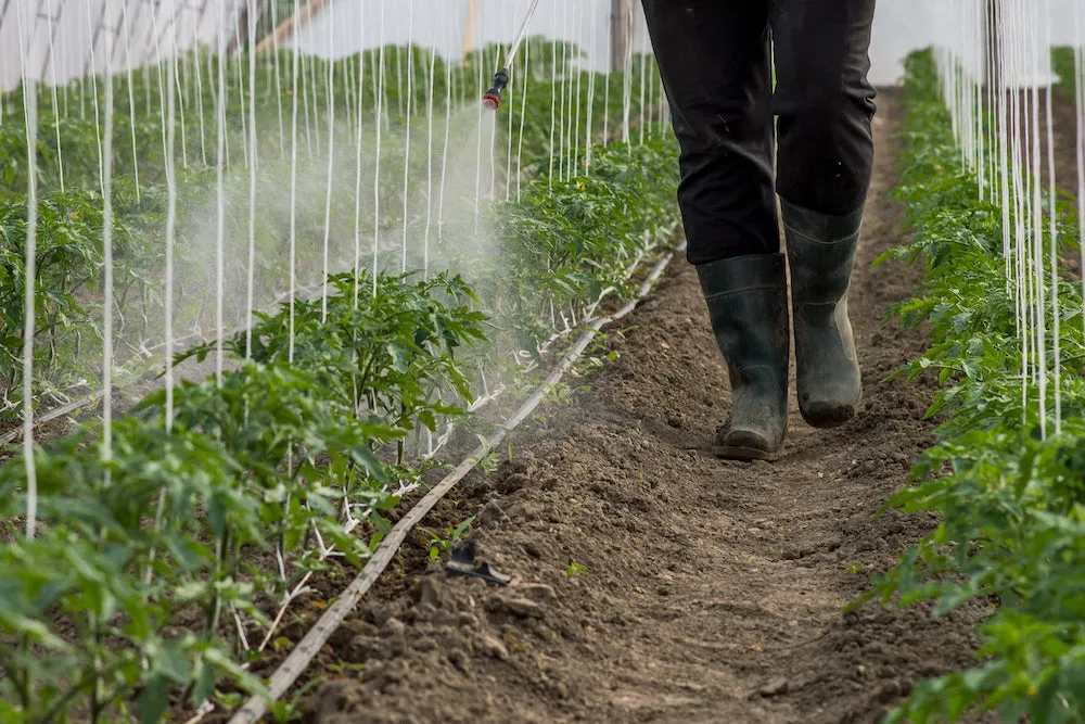 Grower walking a row of tomato plants while scouting for pests